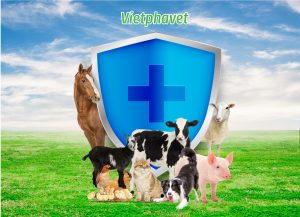 Vietphavet Định Hướng Phát Triển Nguồn Cung Thuốc Thú Y Cho Đối Tác Trong Và Ngoài Nước