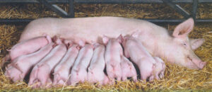 Proper care techniques for pregnant sows help ensure that piglets are born healthy and receive sufficient milk from their mothers after birth.