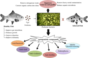 probiotics for aquaculture
