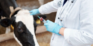 Veterinary-drugs