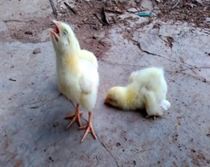 Respiratory diseases in chickens