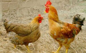 Common diseases in chickens