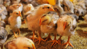 Common diseases in chickens