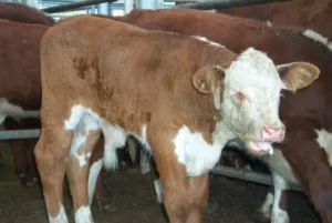 common disease in cattle