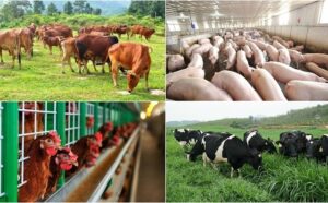Top 10 leading companies in Vietnam in the veterinary field.