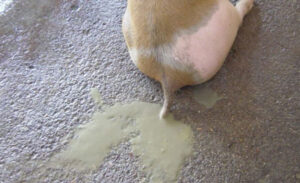 PIGLET DIARRHEA: CAUSES, TREATMENT, PREVENTION