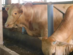 Secrets to fattening cattle quickly