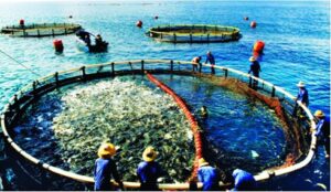 Vietphavet aquatic animal veterinary medicine