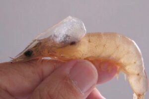 Bệnh đốm trắng trên tôm