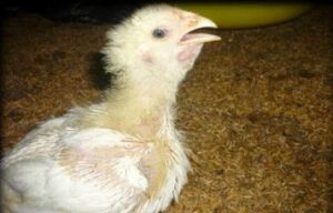 ORT in Chickens