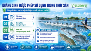Kháng sinh được phép sử dụng trong thủy sản giúp kiểm soát bệnh hiệu quả và an toàn
