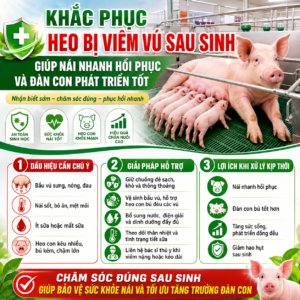 Khắc phục heo bị viêm vú sau sinh giúp nái nhanh hồi phục và đàn con phát triển tốt