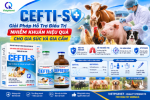 CEFTI-S Giải Pháp Hỗ Trợ Điều Trị Nhiễm Khuẩn Hiệu Quả Cho Gia Súc Và Gia Cầm