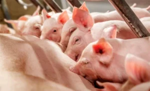 Cách chăm sóc heo con mới đẻ giúp heo khỏe mạnh và giảm hao hụt ngay từ những ngày đầu
