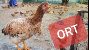 Bệnh ORT trên gia cầm nhận biết sớm để kiểm soát hô hấp và hạn chế thiệt hại đàn nuôi