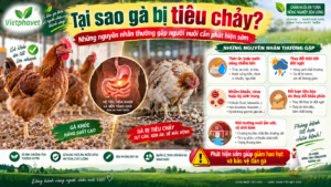 Tại sao gà bị tiêu chảy Những nguyên nhân thường gặp người nuôi cần phát hiện sớm