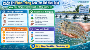 Cách Trị Phân Trắng Cho Tôm Thẻ Hiệu Quả Giúp Tôm Hồi Phục Đường Ruột Và Tăng Trưởng Tốt