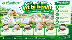 Cách nhận biết vịt bị bệnh trước khi đàn suy nhanh