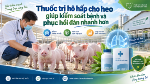 Thuốc trị hô hấp cho heo giúp kiểm soát bệnh và phục hồi đàn nhanh hơn