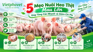 5 Mẹo Nuôi Heo Thịt Mau Lớn Giúp Tăng Cân Nhanh Và Giảm Chi Phí