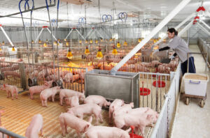 Cách Chăn Nuôi Heo Hiệu Quả Giúp Heo Mau Lớn Ít Bệnh