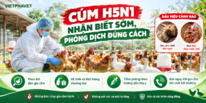 Cúm H5N1 ở Gia Cầm Cảnh Báo Sớm, Phòng Dịch Đúng Cách