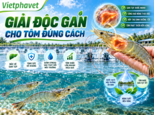 Cân Bằng pH Và Oxy Giúp Ao Tôm Khỏe Mạnh