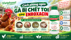 Cách phòng ngừa gà bị chết toi bằng ENROXACIN