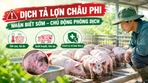 Dịch tả lợn châu Phi đừng để phát hiện quá muộn