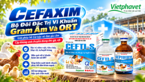 CEFAXIM Bộ Đôi Đặc Trị Vi Khuẩn Gram Âm Và ORT