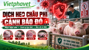 Dịch Heo Châu Phi Cảnh Báo Đỏ