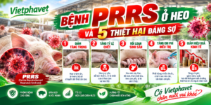 Bệnh PRRS Ở Heo Và 5 Thiệt Hại Đáng Sợ
