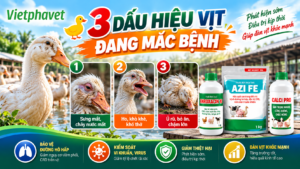 🦆 3 Dấu Hiệu Vịt Đang Mắc Bệnh