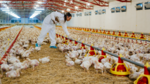 Cách chăm sóc gà khi thời tiết thay đổi